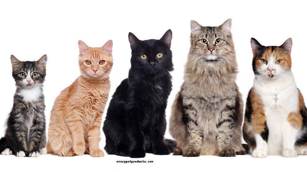 Every Pet Products Cat